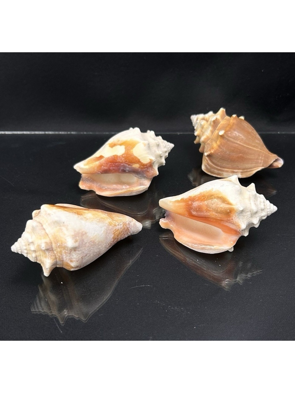 Florida Fighting Conch Lot of 4 Strombus alatus 71, 73, 78 & 80 mm Sea Shells